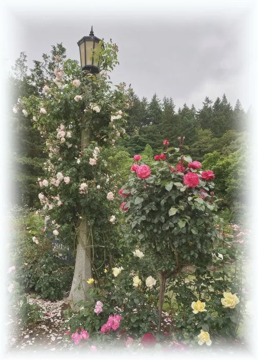 Colorful roses growing around a garden lamp post